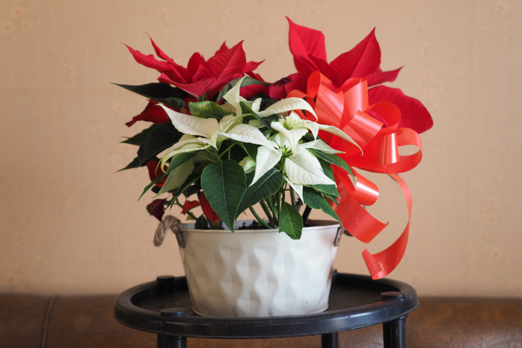 Planta enfeitada para Natal.